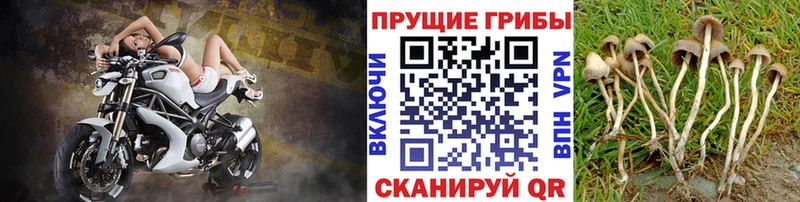 Галлюциногенные грибы прущие грибы  маркетплейс какой сайт  Псков 